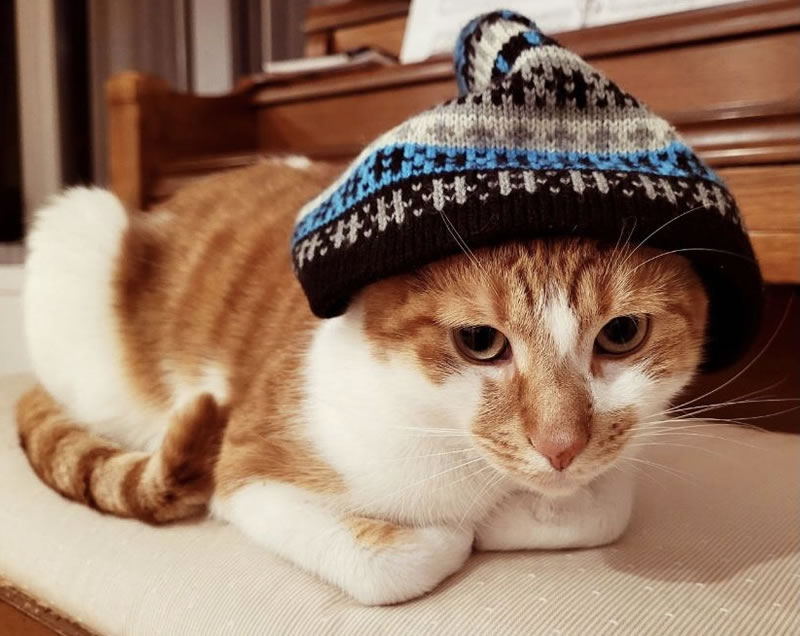 Goosie the cat in a hat.